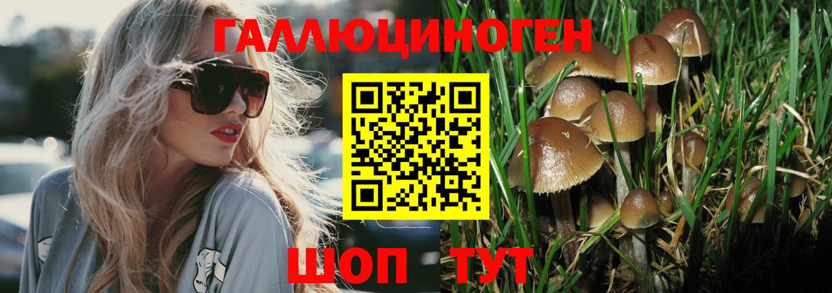 Псилоцибиновые грибы Psilocybe  Вход с VPN  Бердск 